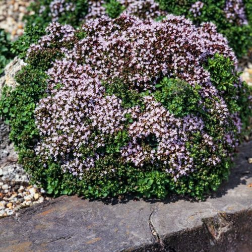 Szurokfű – Origanum vulgare 'Compactum'