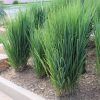 Vesszős köles – Panicum virgatum 'Northwind'