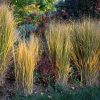 Vesszős köles – Panicum virgatum 'Northwind'