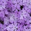 Lángvirág – Phlox hybrida 