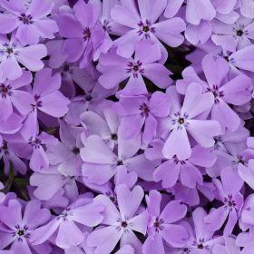 Lángvirág – Phlox hybrida 