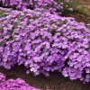 Lángvirág – Phlox hybrida 