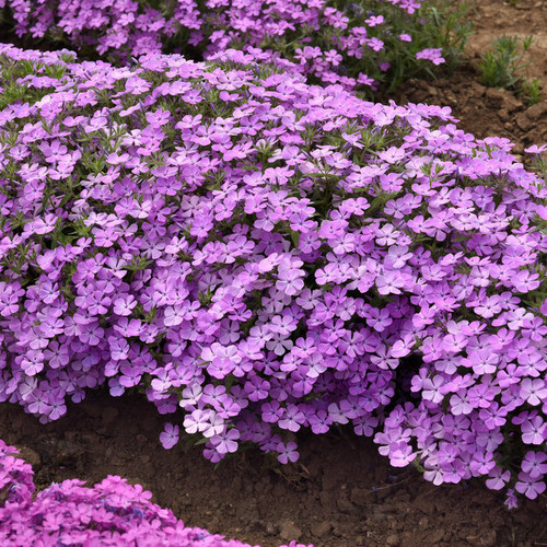 Lángvirág – Phlox hybrida 