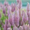 Mulla mulla – Ptilotus exaltatus 'Matilda'