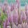 Mulla mulla – Ptilotus exaltatus 'Matilda'