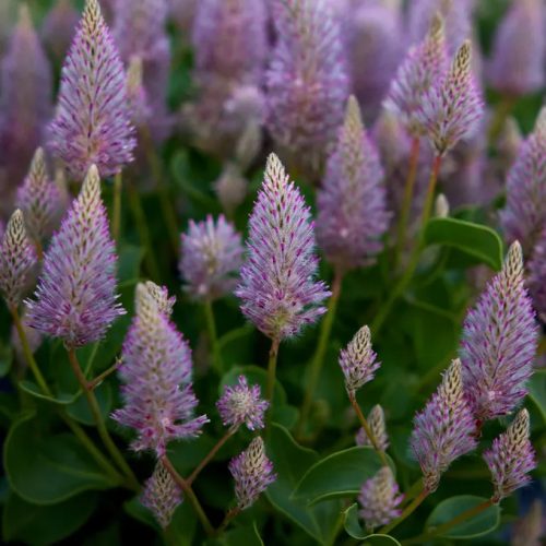 Mulla mulla – Ptilotus exaltatus 'Matilda'