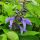 Dísz zsálya – Salvia 