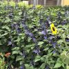 Dísz zsálya – Salvia 