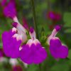 Dísz zsálya – Salvia greggii 'Amethyst Lips'