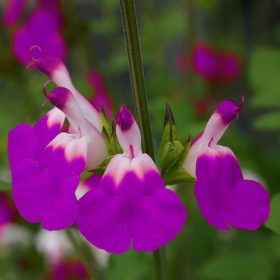 Dísz zsálya – Salvia greggii 'Amethyst Lips'