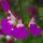 Dísz zsálya – Salvia greggii 'Amethyst Lips'