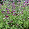 Dísz zsálya – Salvia greggii 'Amethyst Lips'