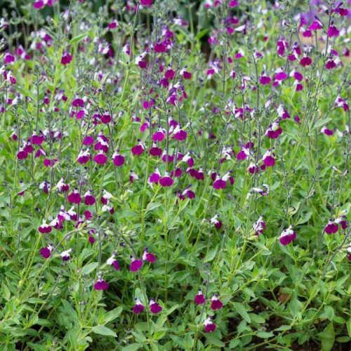 Dísz zsálya – Salvia greggii 'Amethyst Lips'