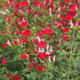 Dísz zsálya – Salvia microphylla 'Hot Lips'