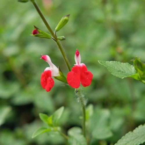 Dísz zsálya – Salvia microphylla 'Hot Lips'