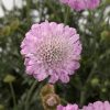 Ördögszem – Scabiosa columbaria 'Kudo Pink'