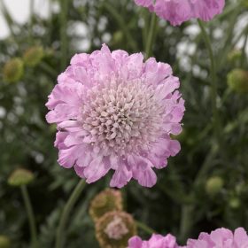 Ördögszem – Scabiosa columbaria 'Kudo Pink'