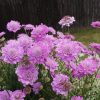Ördögszem – Scabiosa columbaria 'Kudo Pink'