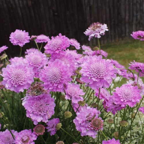 Ördögszem – Scabiosa columbaria 'Kudo Pink'
