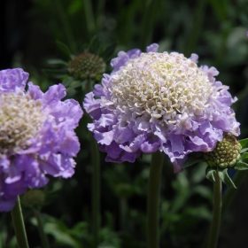  Ördögszem – Scabiosa columbaria 'Mariposa Blue'