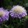 Ördögszem – Scabiosa columbaria 'Mariposa Blue'
