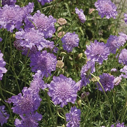 Ördögszem – Scabiosa columbaria 'Mariposa Blue'