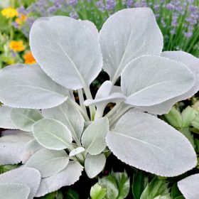 Angyalszárny – Senecio candidans 'Angel Wings'