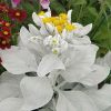 Angyalszárny – Senecio candidans 'Angel Wings'