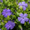 Kis meténg – Vinca minor 'Bowles's Variety'