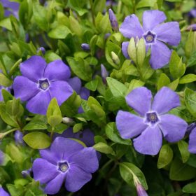   Kis meténg – Vinca minor 'Bowles's Variety'