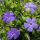 Kis meténg – Vinca minor 'Bowles's Variety'