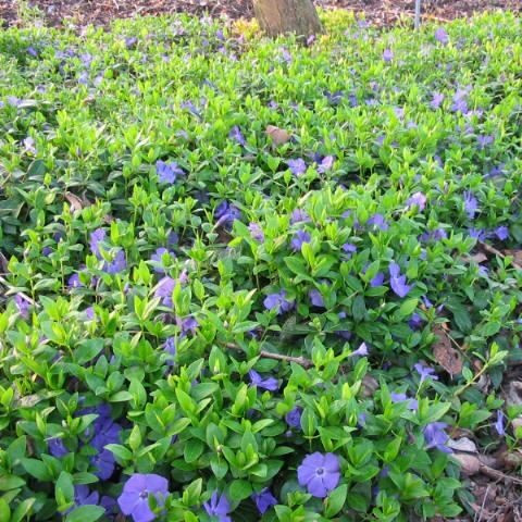 Kis meténg – Vinca minor 'Bowles's Variety'