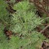 Kólacserje – Artemisia abrotanum 'Cola'