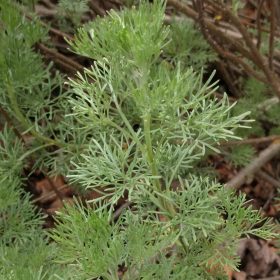 Kólacserje – Artemisia abrotanum 'Cola'