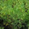Kólacserje – Artemisia abrotanum 'Cola'