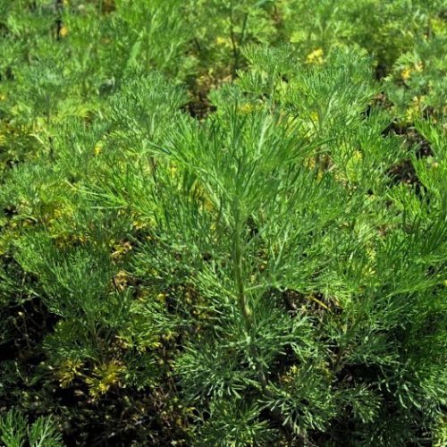 Kólacserje – Artemisia abrotanum 'Cola'