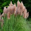 Rózsaszín pampafű – Cortaderia selloana 'Rosea'