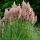 Rózsaszín pampafű – Cortaderia selloana 'Rosea'