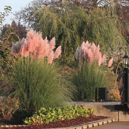 Rózsaszín pampafű – Cortaderia selloana 'Rosea'