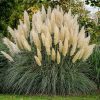 Pampafű – Cortaderia selloana 'White Plumes'