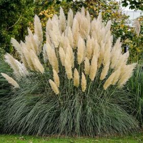 Pampafű – Cortaderia selloana 'White Plumes'