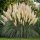 Pampafű – Cortaderia selloana 'White Plumes'