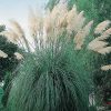Pampafű – Cortaderia selloana 'White Plumes'