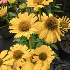 Kasvirág – Echinacea 'MOOODZ® Amaze'