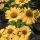 Kasvirág – Echinacea 'MOOODZ® Amaze'