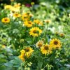 Kasvirág – Echinacea 'MOOODZ® Amaze'