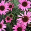Kasvirág – Echinacea 'MOOODZ® Courage'
