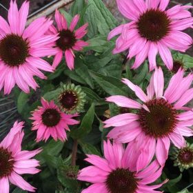 Kasvirág – Echinacea 'MOOODZ® Courage'