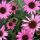 Kasvirág – Echinacea 'MOOODZ® Courage'