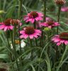 Kasvirág – Echinacea 'MOOODZ® Courage'